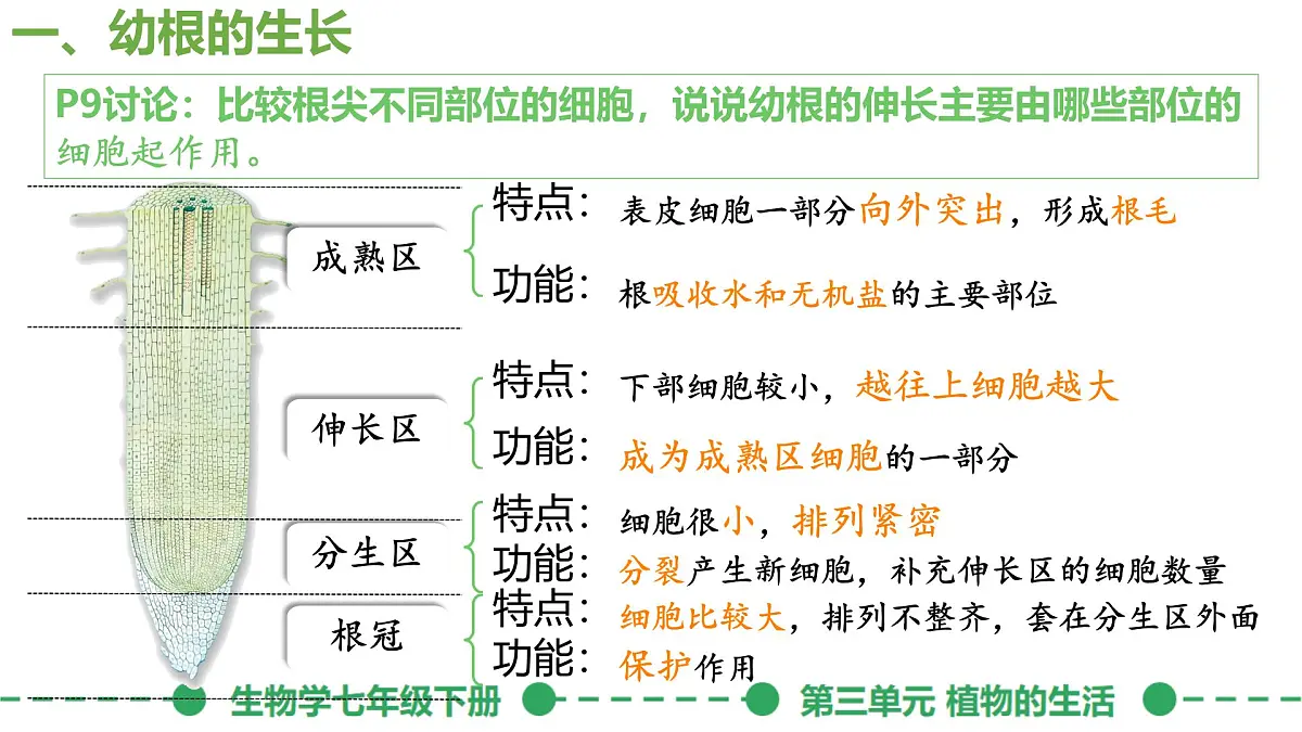 初中生物人教版（2024）七年级下册3.1.2 植株的生长 课件第7页