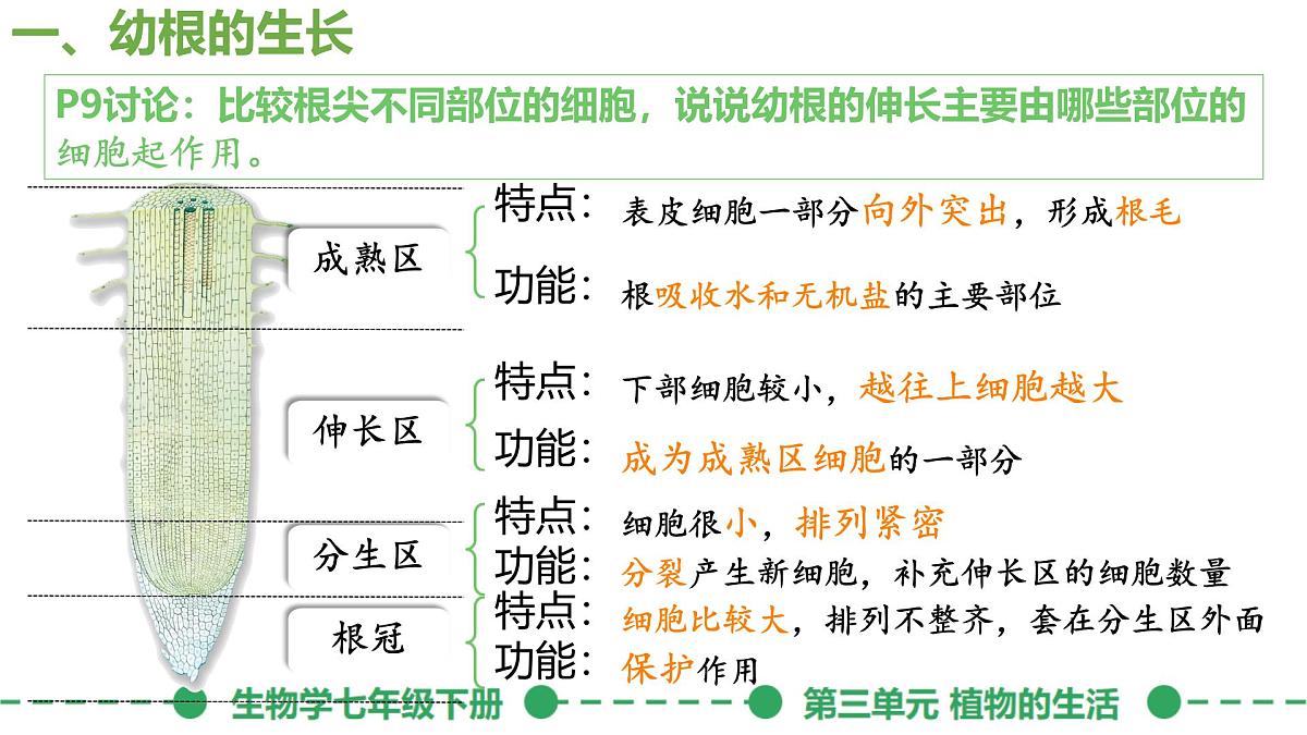 初中生物人教版（2024）七年级下册3.1.2 植株的生长 课件第7页