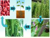 初中生物人教版（2024）七年級下冊3.1.2 植株的生長 課件