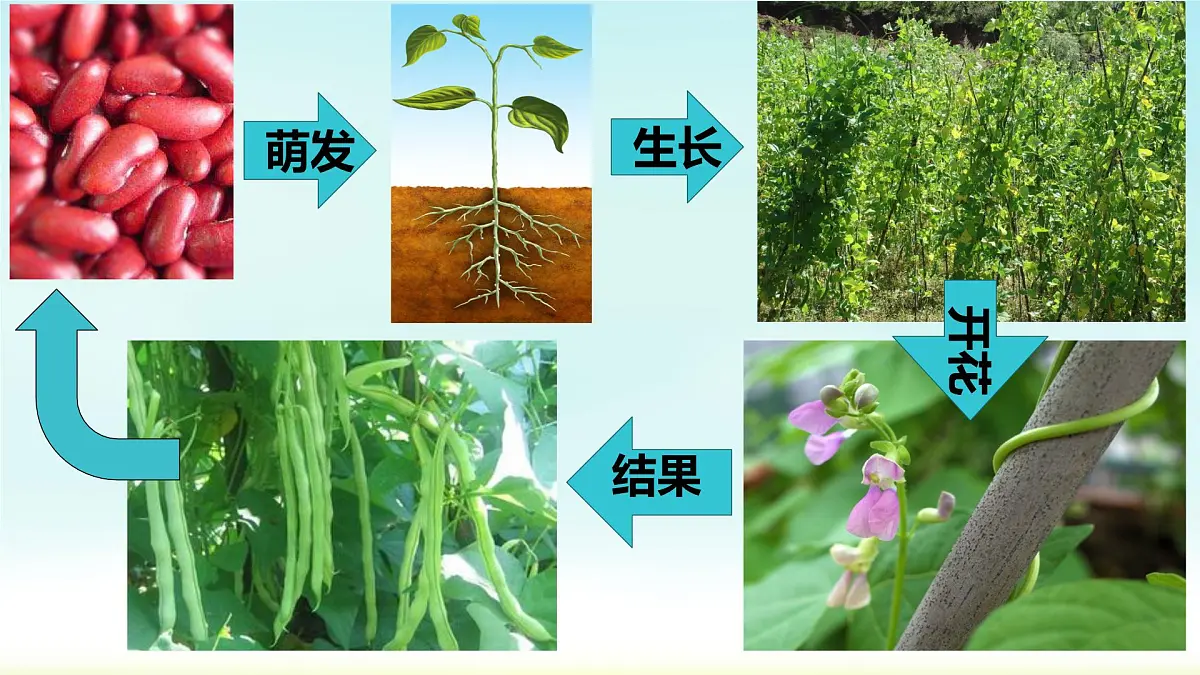 初中生物人教版（2024）七年级下册3.1.2 植株的生长 课件第2页