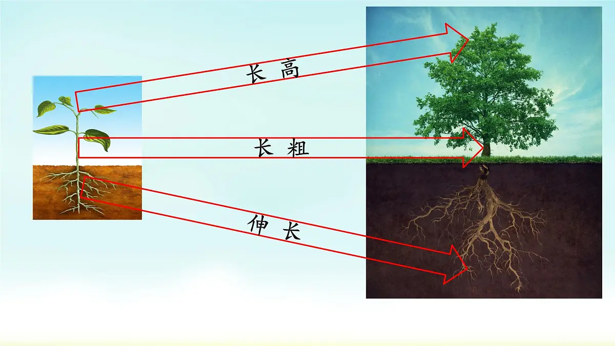 初中生物人教版（2024）七年级下册3.1.2 植株的生长 课件第3页