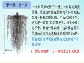 初中生物人教版（2024）七年級下冊3.1.2 植株的生長 課件