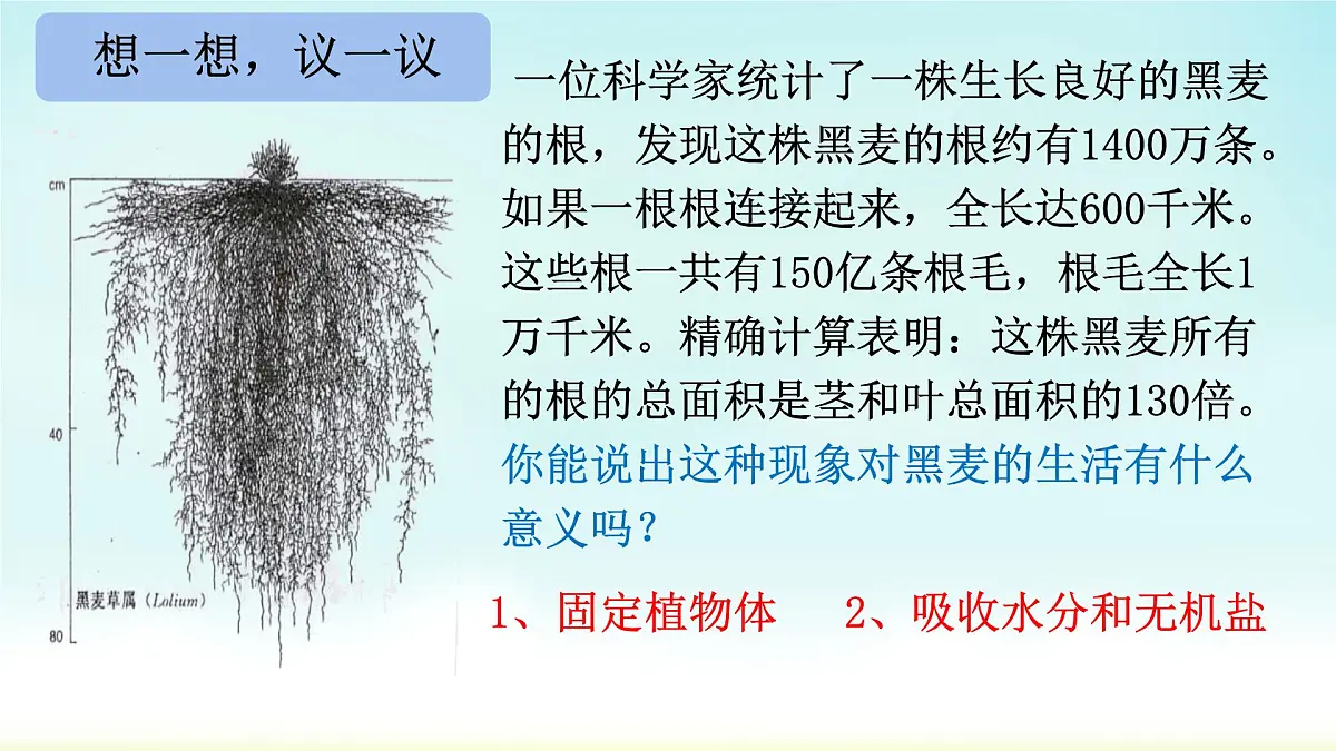 初中生物人教版（2024）七年级下册3.1.2 植株的生长 课件第4页