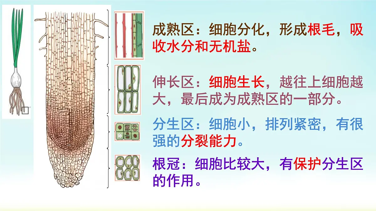初中生物人教版（2024）七年级下册3.1.2 植株的生长 课件第6页