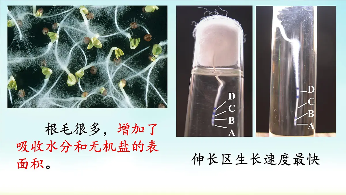 初中生物人教版（2024）七年级下册3.1.2 植株的生长 课件第7页