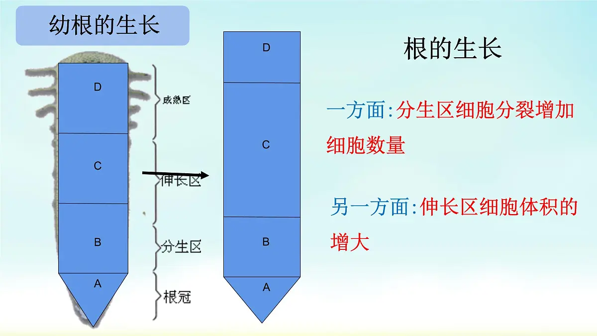 初中生物人教版（2024）七年级下册3.1.2 植株的生长 课件第8页