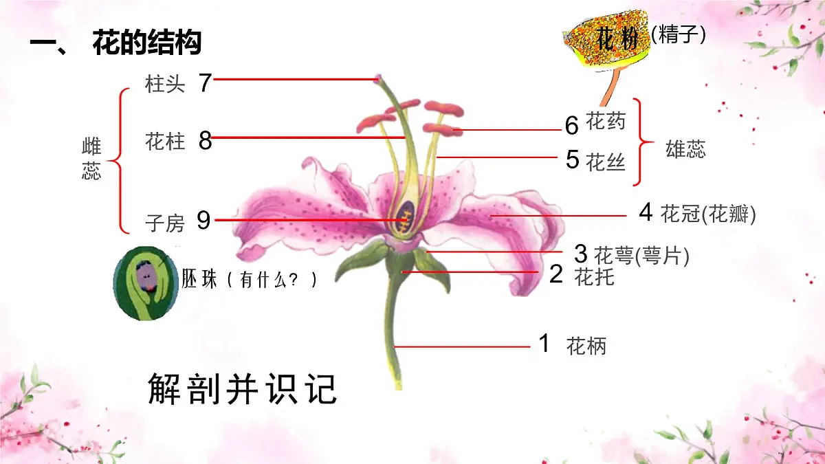 初中生物人教版（2024）七年级下册3.1.3 开花和结果 课件第3页