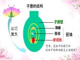 初中生物人教版（2024）七年级下册3.1.3 开花和结果 课件