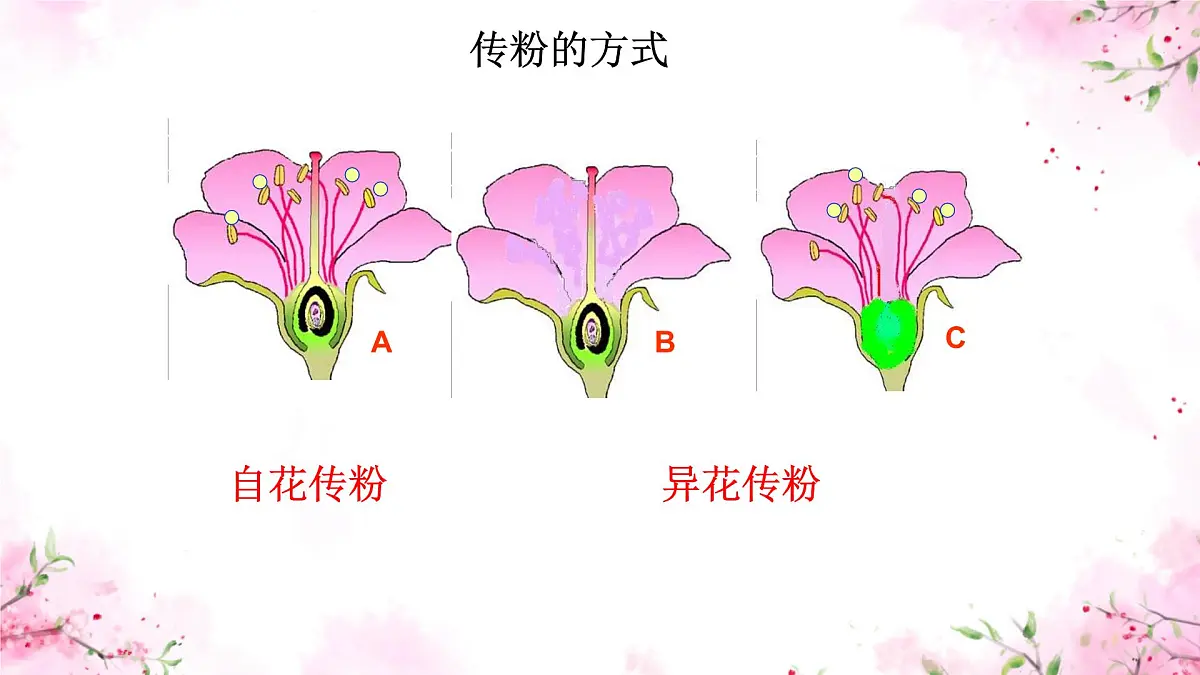 初中生物人教版（2024）七年级下册3.1.3 开花和结果 课件第7页