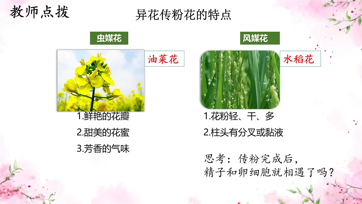 初中生物人教版（2024）七年级下册3.1.3 开花和结果 课件第8页