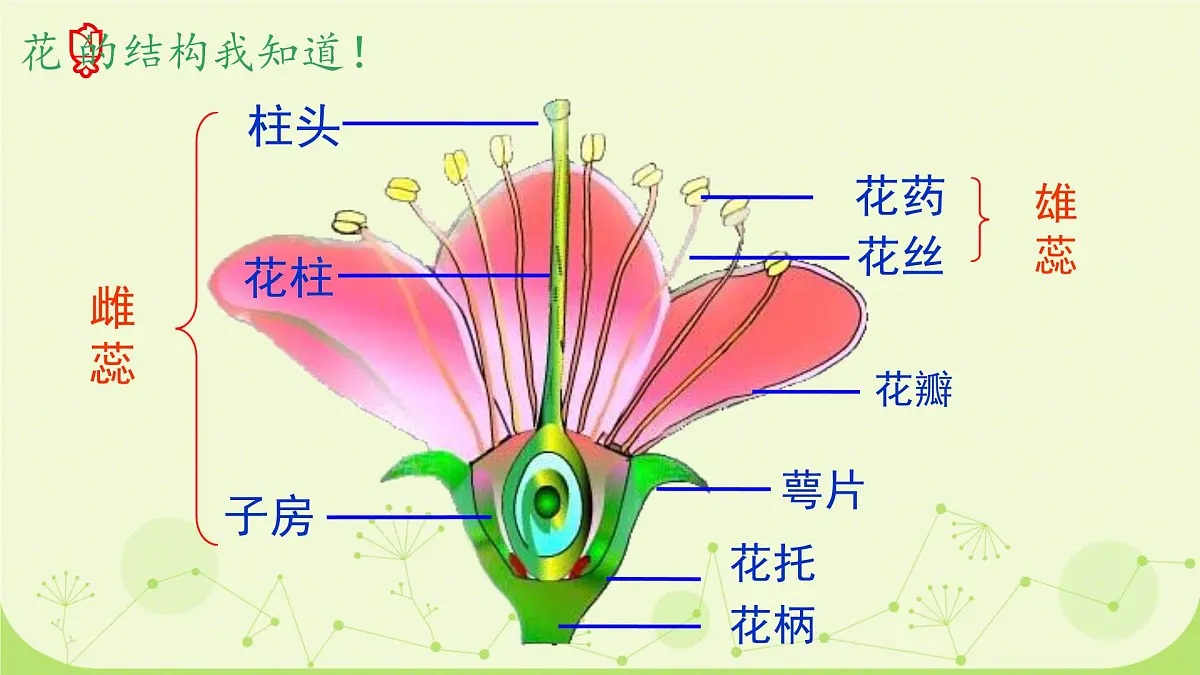 初中生物人教版（2024）七年级下册3.1.3 开花和结果 课件第5页