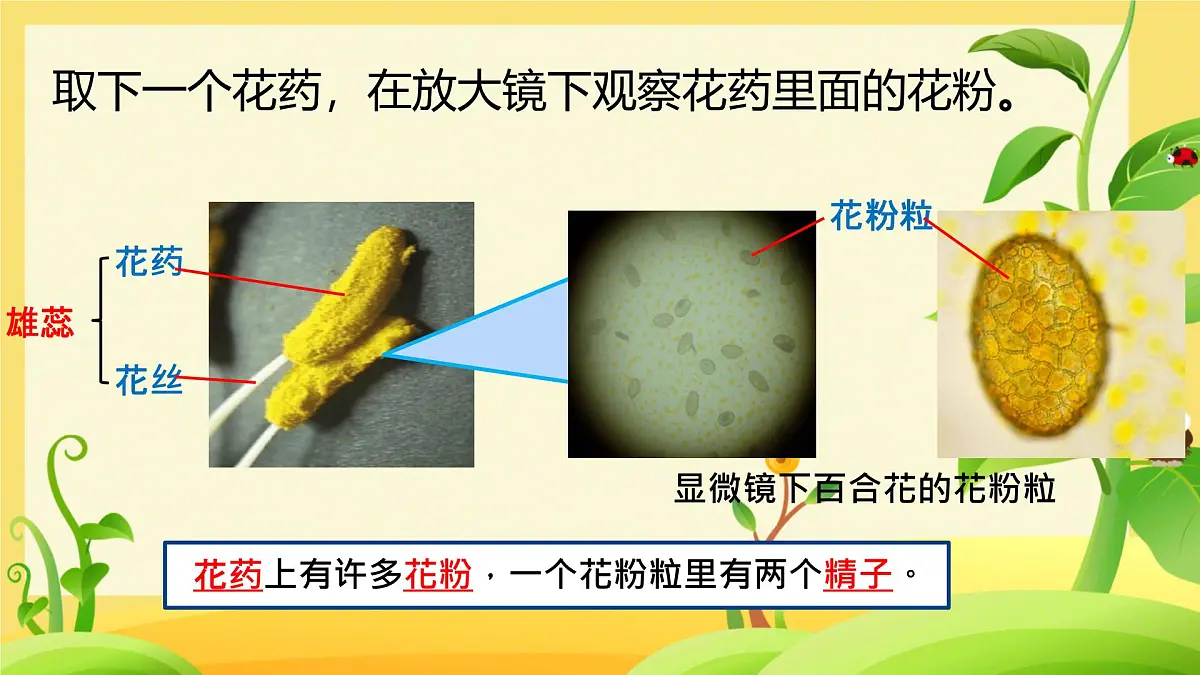 初中生物人教版（2024）七年级下册3.1.3 开花和结果 课件第6页