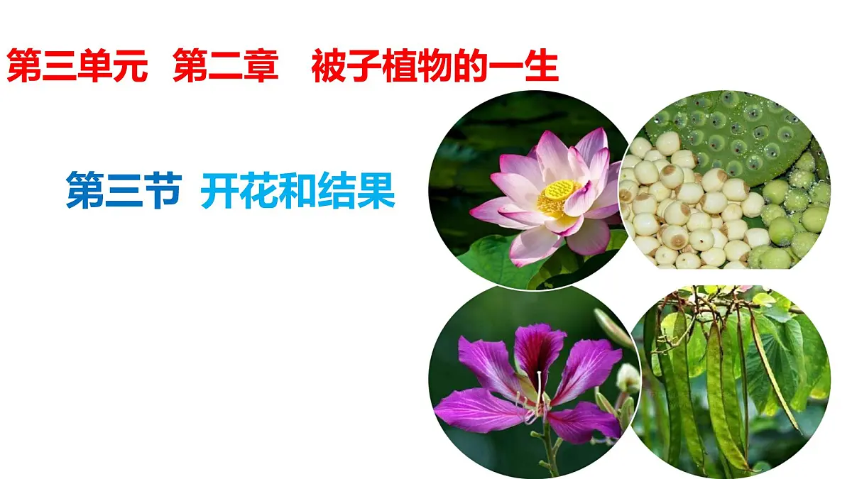 初中生物人教版（2024）七年级下册3.1.3 开花和结果 课件第1页