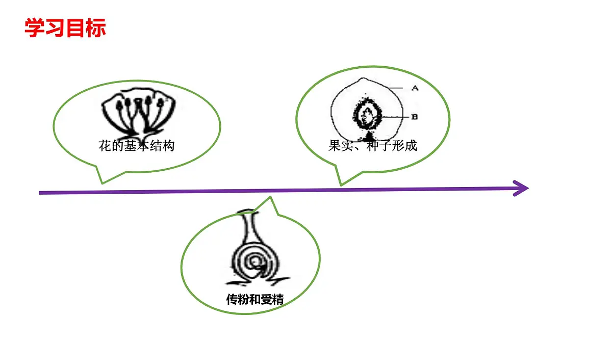 初中生物人教版（2024）七年级下册3.1.3 开花和结果 课件第2页