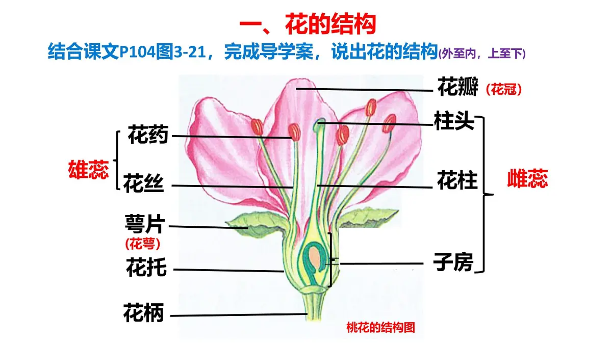 初中生物人教版（2024）七年级下册3.1.3 开花和结果 课件第3页