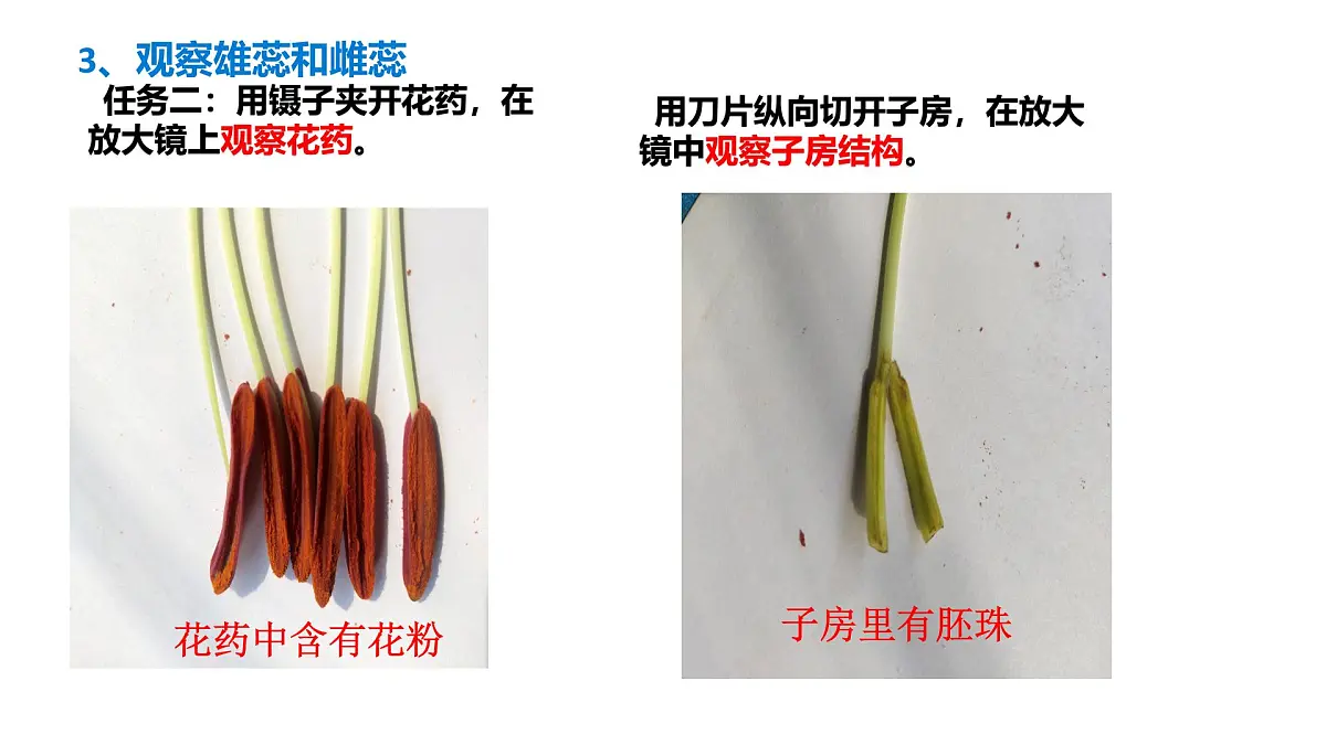 初中生物人教版（2024）七年级下册3.1.3 开花和结果 课件第5页