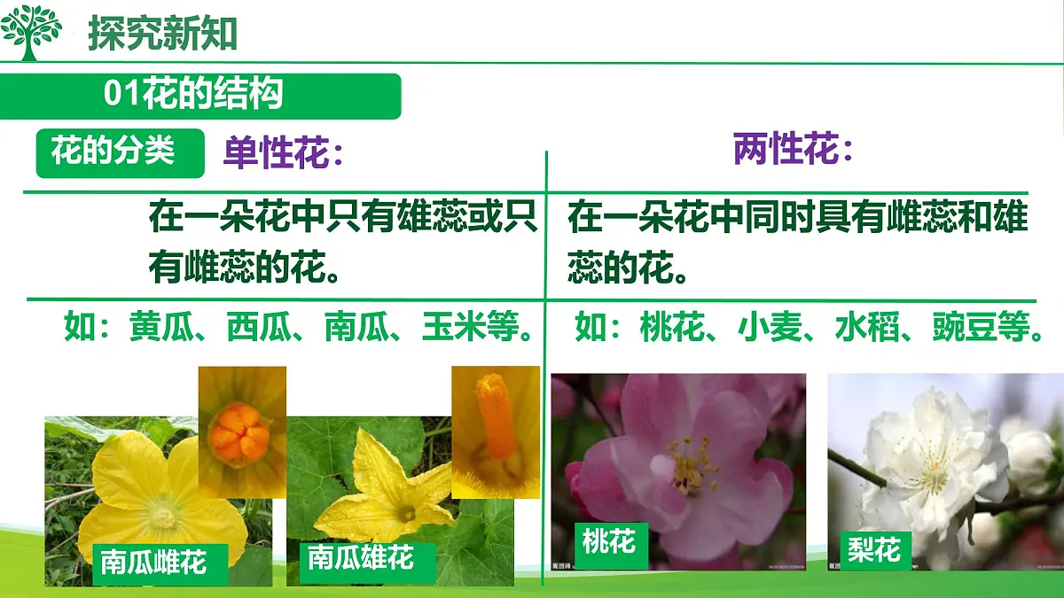 初中生物人教版（2024）七年级下册3.1.3 开花和结果 课件第8页