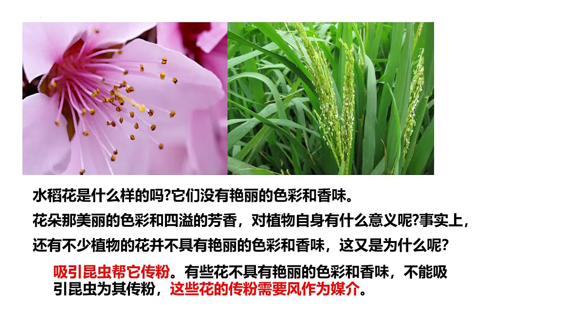 初中生物人教版（2024）七年级下册3.1.3 开花和结果 课件第2页