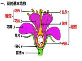 初中生物人教版（2024）七年级下册3.1.3 开花和结果 课件