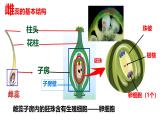 初中生物人教版（2024）七年级下册3.1.3 开花和结果 课件