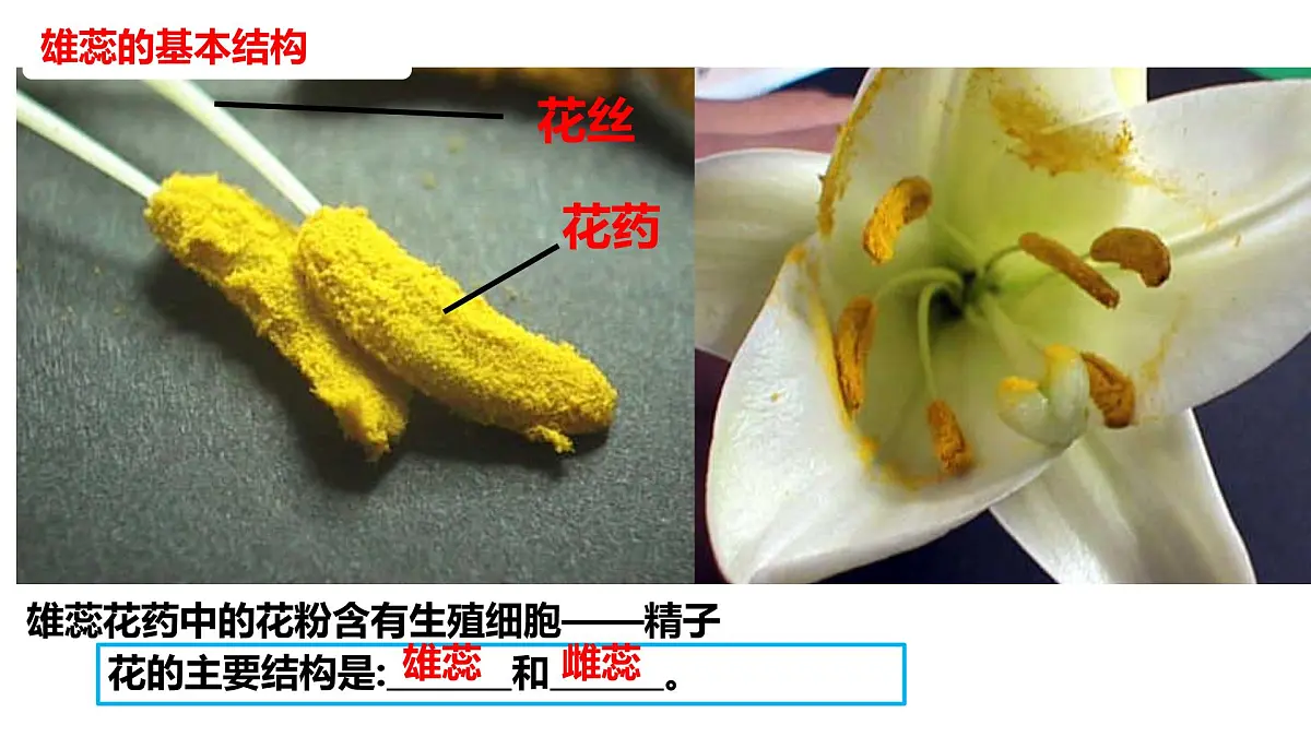 初中生物人教版（2024）七年级下册3.1.3 开花和结果 课件第5页