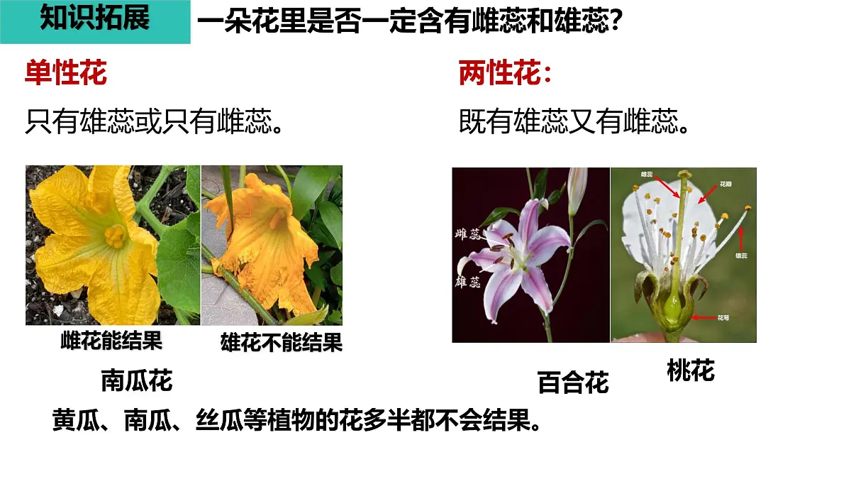 初中生物人教版（2024）七年级下册3.1.3 开花和结果 课件第6页