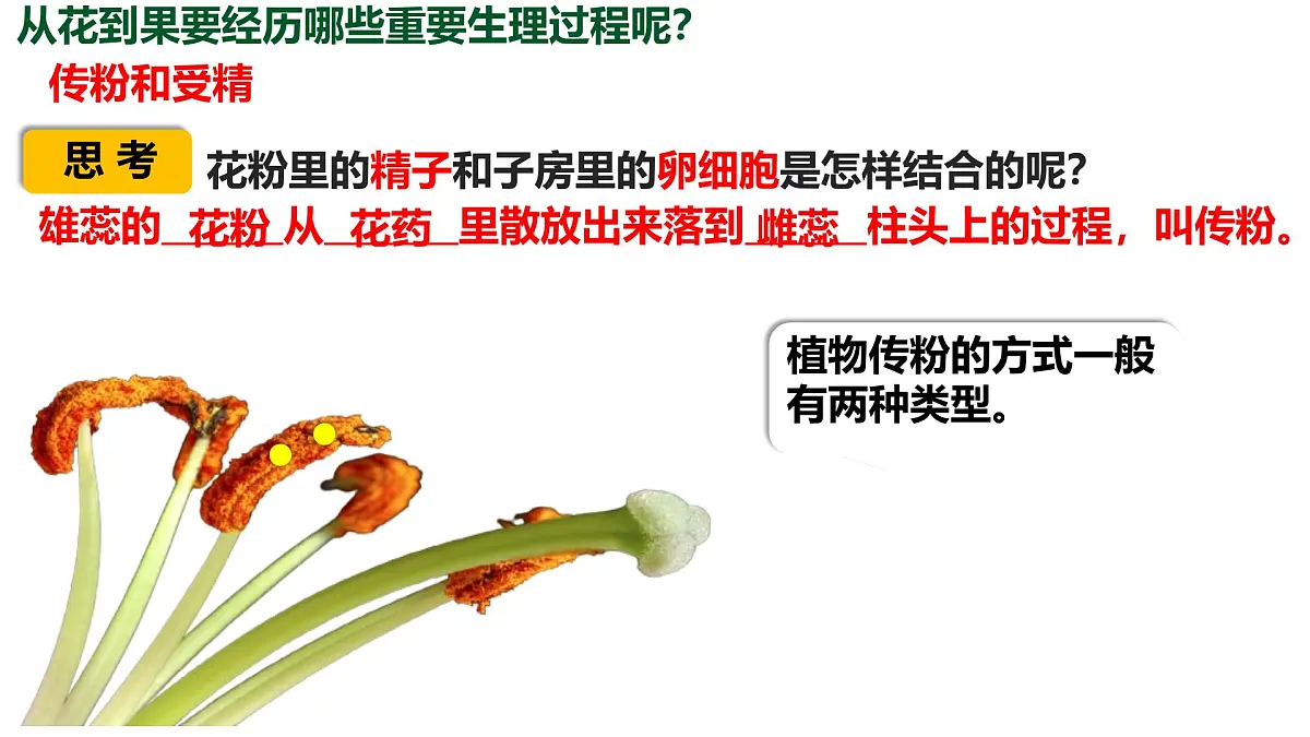 初中生物人教版（2024）七年级下册3.1.3 开花和结果 课件第7页