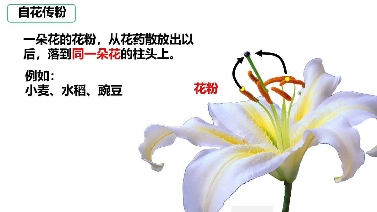初中生物人教版（2024）七年级下册3.1.3 开花和结果 课件第8页