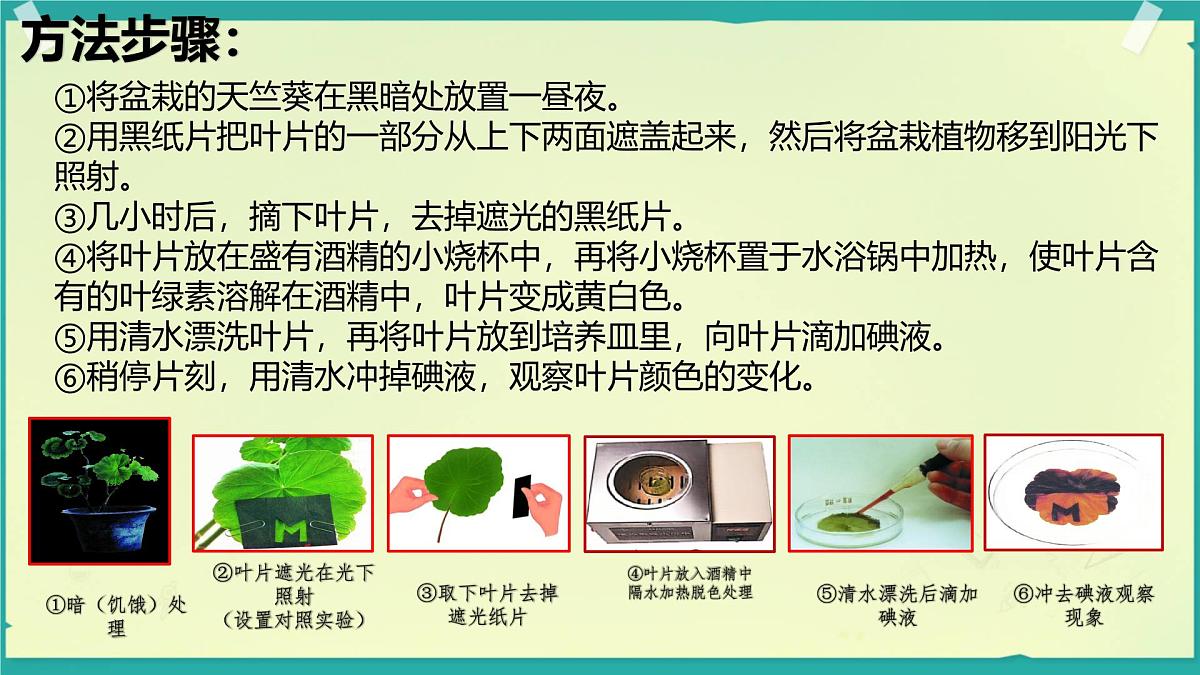 初中生物人教版（2024）七年级下册3.2.2 光合作用 课件第5页