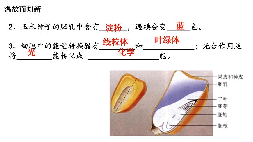 初中生物人教版（2024）七年级下册3.2.2 光合作用 课件第2页