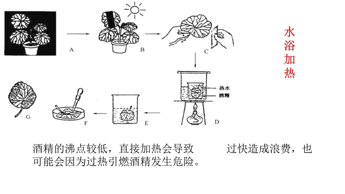 初中生物人教版（2024）七年级下册3.2.2 光合作用 课件第6页