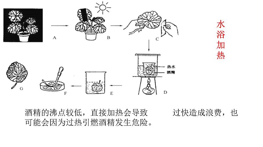 初中生物人教版（2024）七年级下册3.2.2 光合作用 课件第6页