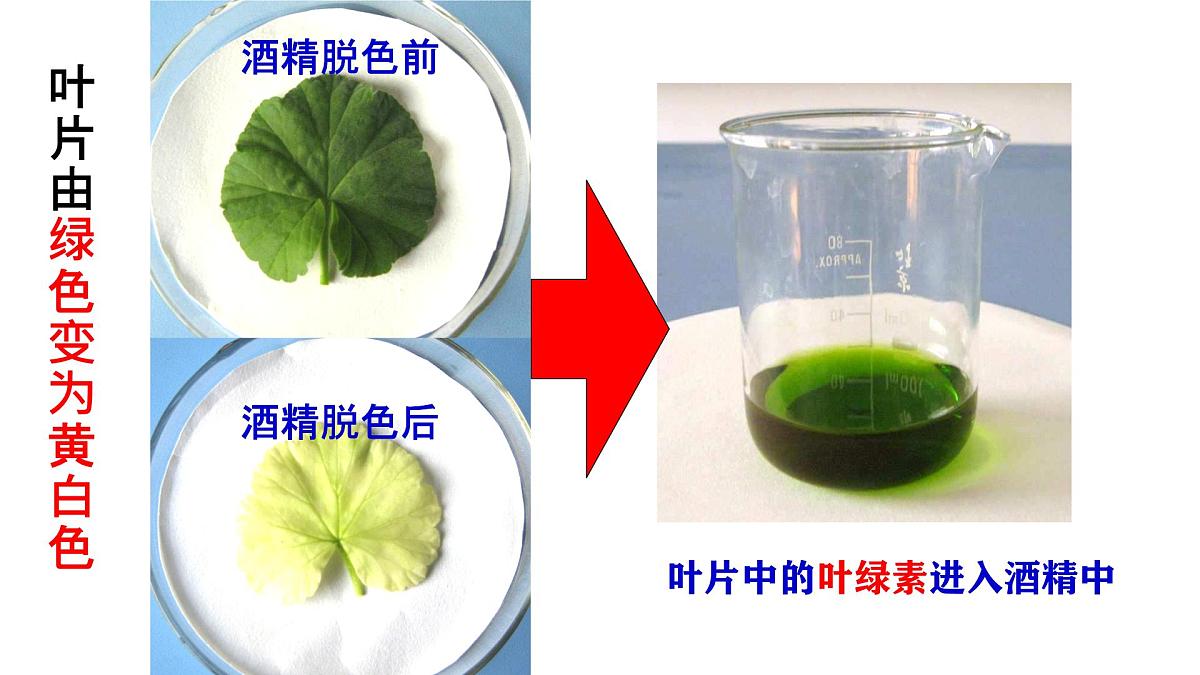 初中生物人教版（2024）七年级下册3.2.2 光合作用 课件第7页