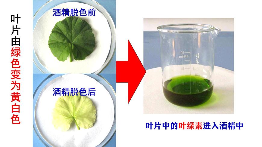 初中生物人教版（2024）七年级下册3.2.2 光合作用 课件第7页