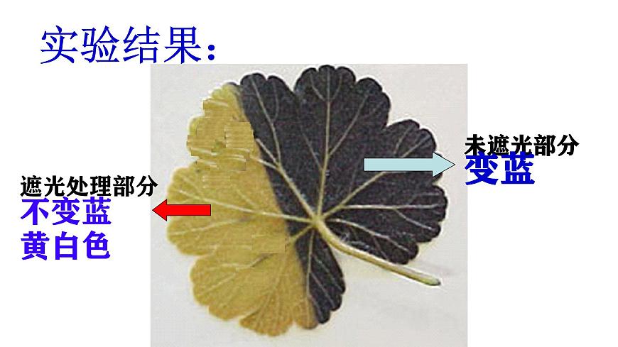 初中生物人教版（2024）七年级下册3.2.2 光合作用 课件第8页