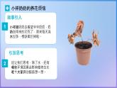 初中生物人教版（2024）七年級下冊（2024）第三單元 植物的生活  第二章綜合實踐項目 栽培一種植物，探究所需的環(huán)境條件 課件