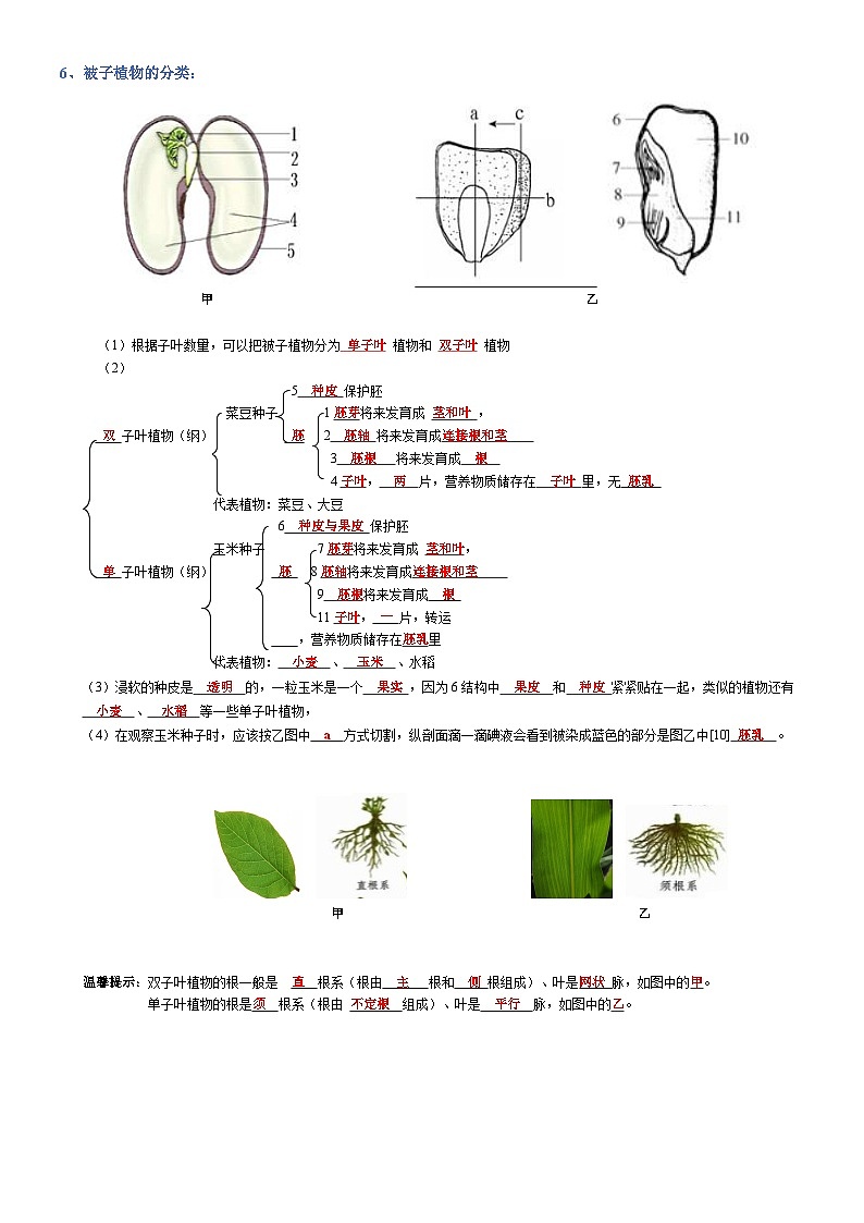 2025年人教版八年级下册会考生物知识梳理知识点讲义专题03 生物圈中的绿色植物(背诵版)第2页