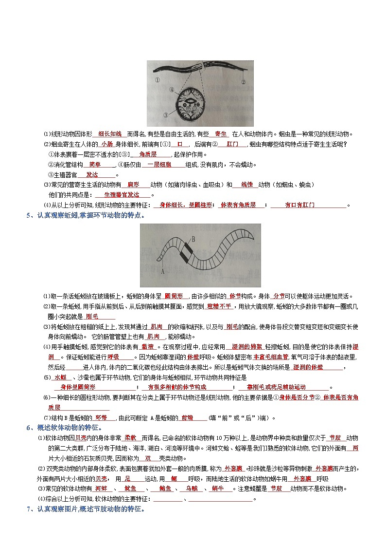 2025年人教版八年级下册会考生物知识梳理知识点讲义专题05 生物圈中的其他生物（背诵版）第2页