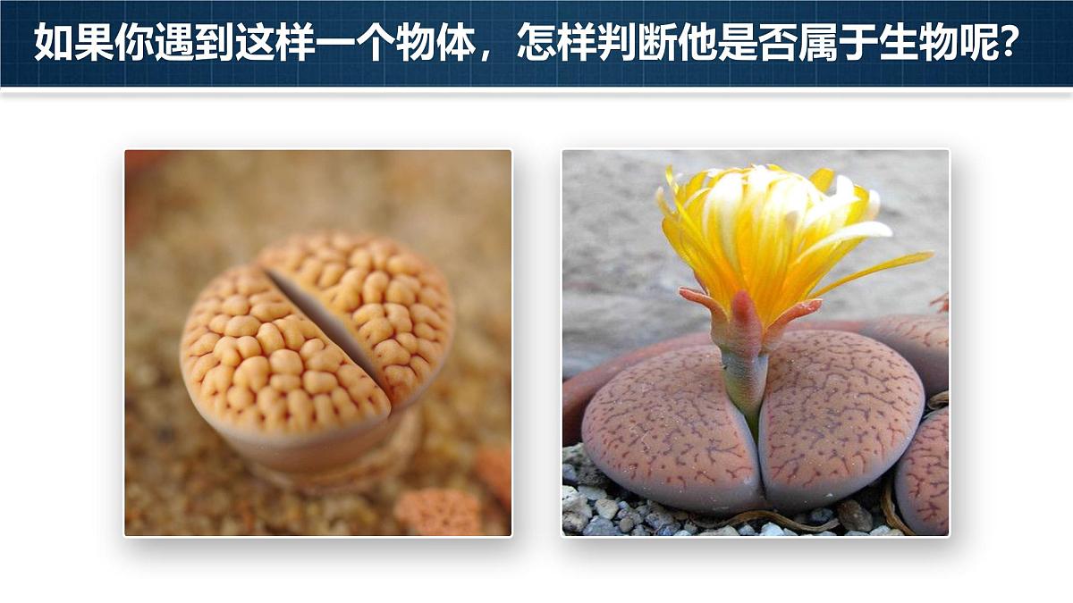 人教版2024七年级上册生物1.1.2 生物的特征 课件第5页