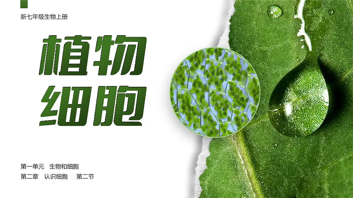 人教版2024七年级上册生物1.2.2 植物细胞 课件第1页
