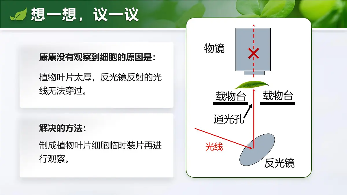 人教版2024七年级上册生物1.2.2 植物细胞 课件第3页