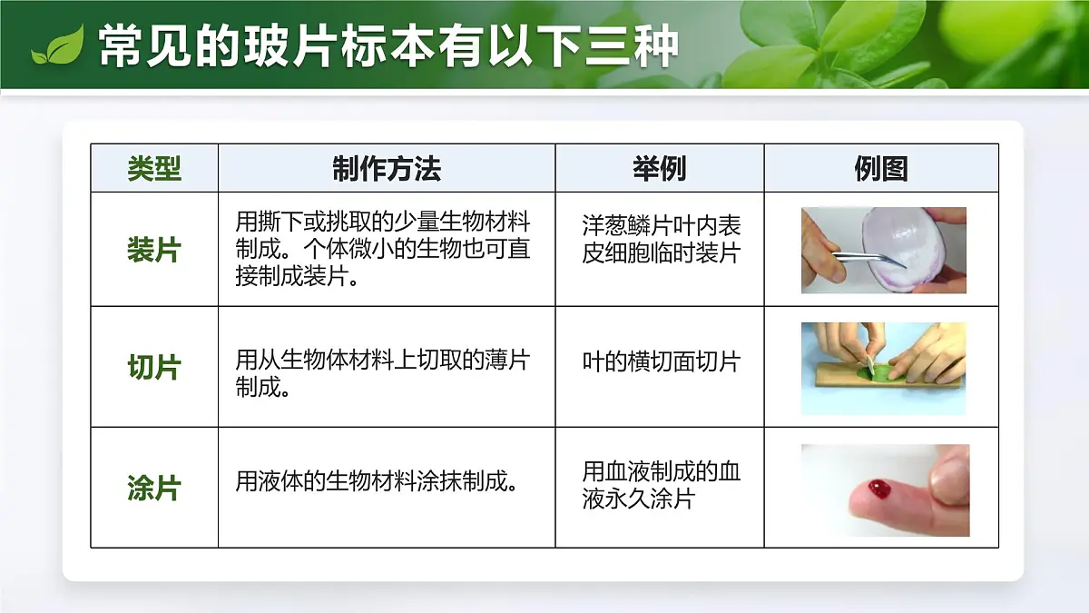 人教版2024七年级上册生物1.2.2 植物细胞 课件第6页