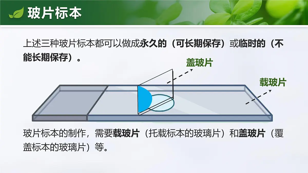 人教版2024七年级上册生物1.2.2 植物细胞 课件第7页