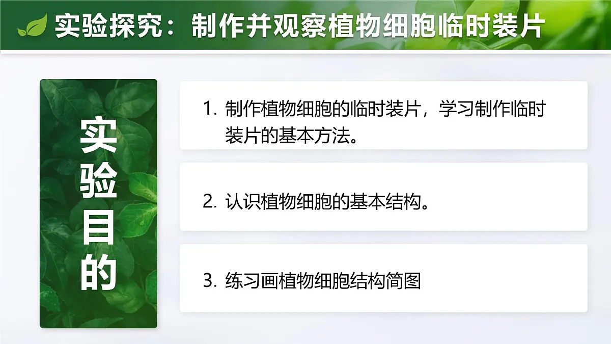 人教版2024七年级上册生物1.2.2 植物细胞 课件第8页