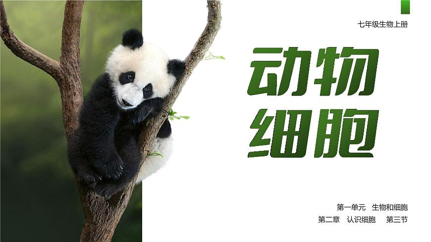 人教版2024七年级上册生物1.2.3 动物细胞 课件第1页