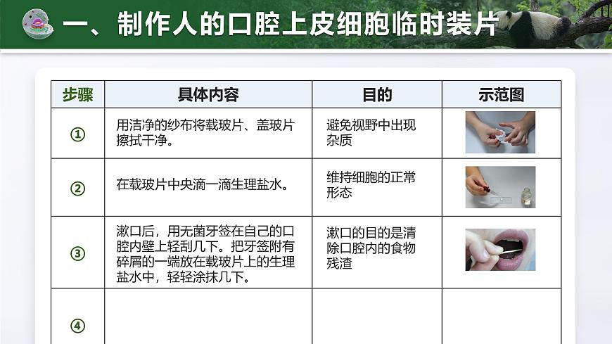人教版2024七年级上册生物1.2.3 动物细胞 课件第6页