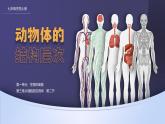 人教版2024七年级上册生物1.3.2 动物体的结构层次 课件