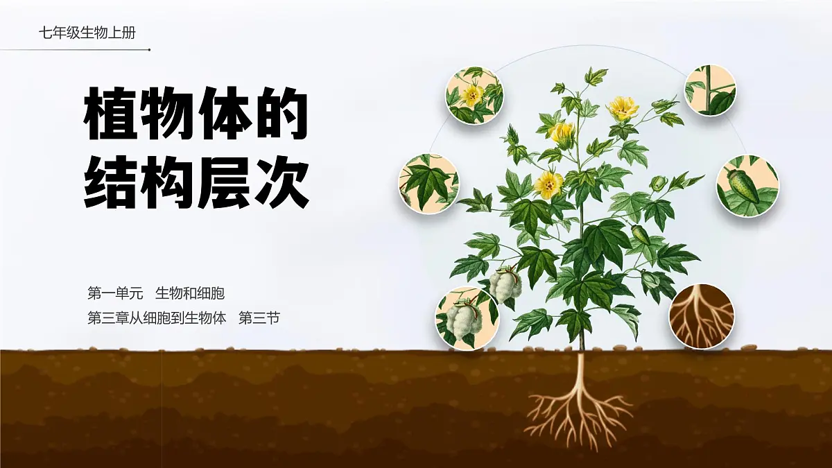 人教版2024七年级上册生物1.3.3 植物体的结构层次 课件第1页