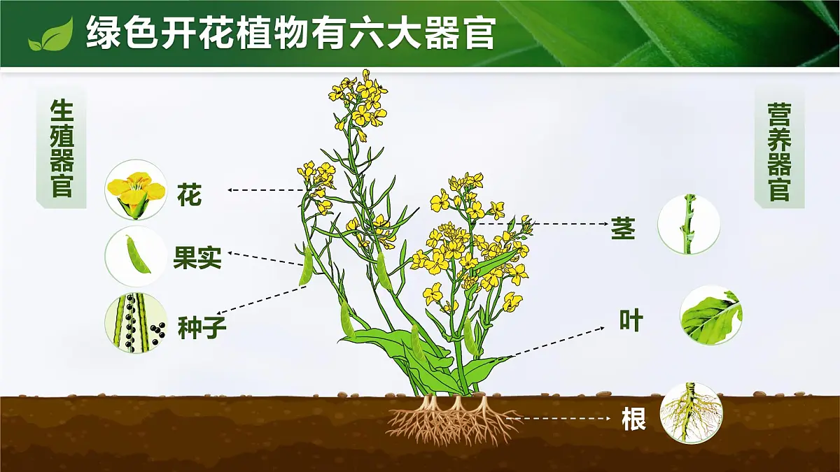 人教版2024七年级上册生物1.3.3 植物体的结构层次 课件第5页