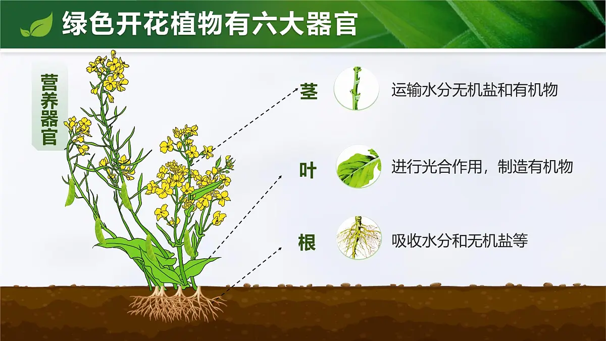 人教版2024七年级上册生物1.3.3 植物体的结构层次 课件第6页